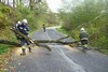 Odstrann naklonnho stromu